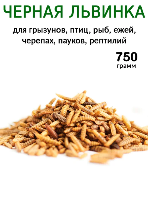 Zagotovki Shop Личинка Черной Львинки Сушеная 750 грамм, черный, фото 2