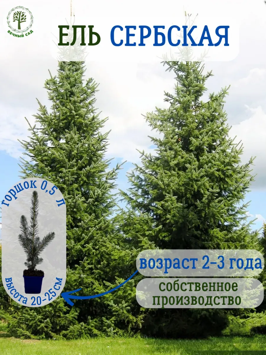 Ель сербская