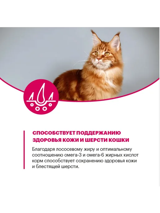 Сухой корм KARMY Кошек для собак, взрослые, курица, 0,4 кг, фото 6